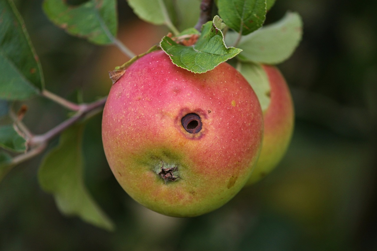 Wormhole in an Apple -relates to Corruption: Grease or Sand in the Economic Engine? Drain & Hinder Growth or needed Evil