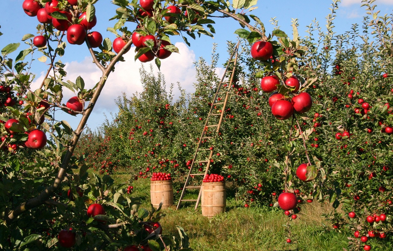 Apples, Orchard, Apple trees image.