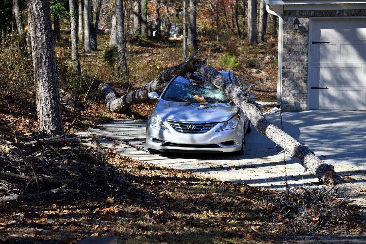 Car, Accident, Fallen tree image.