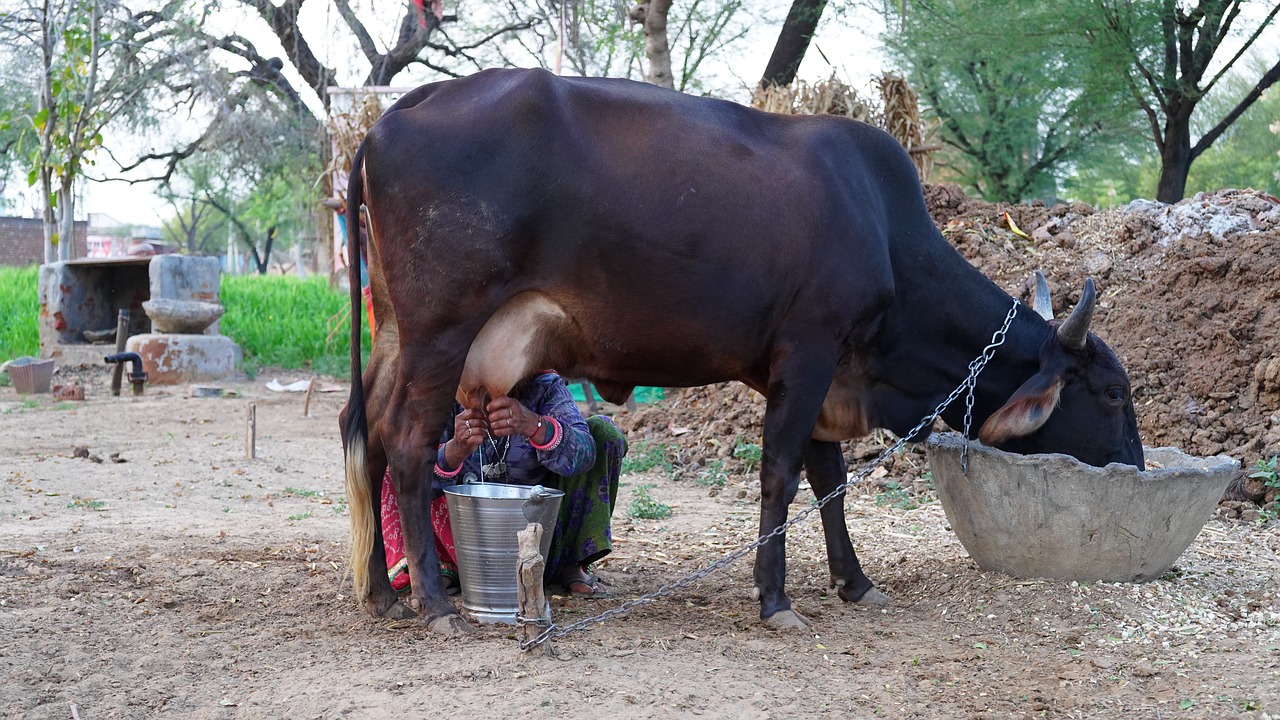 person milking a cow