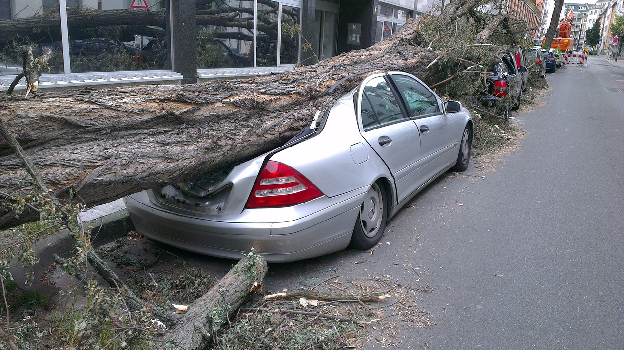 Fallen tree, Automobile, Storm image