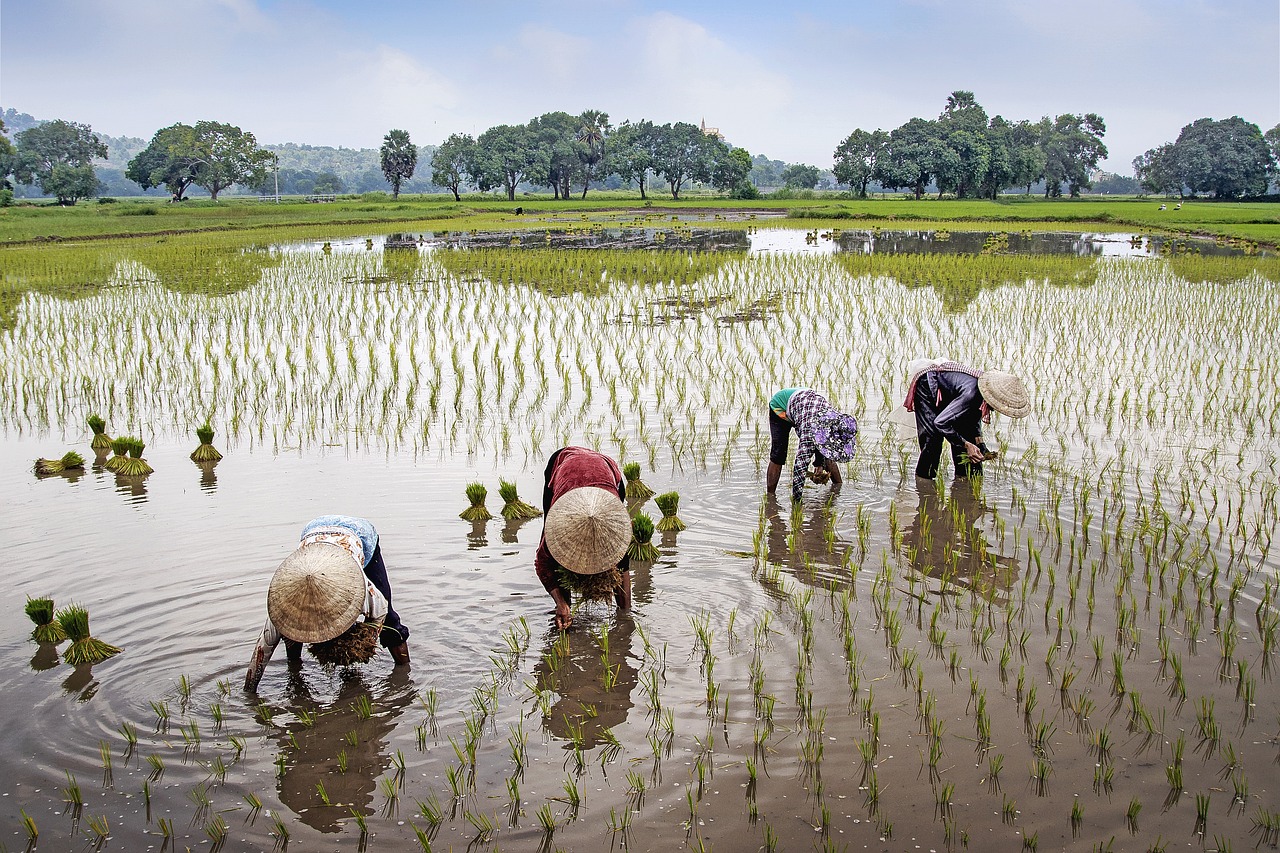 Field, Farmer, Rural image.