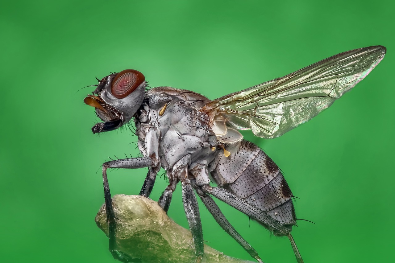 Housefly, Insect, Animal image.