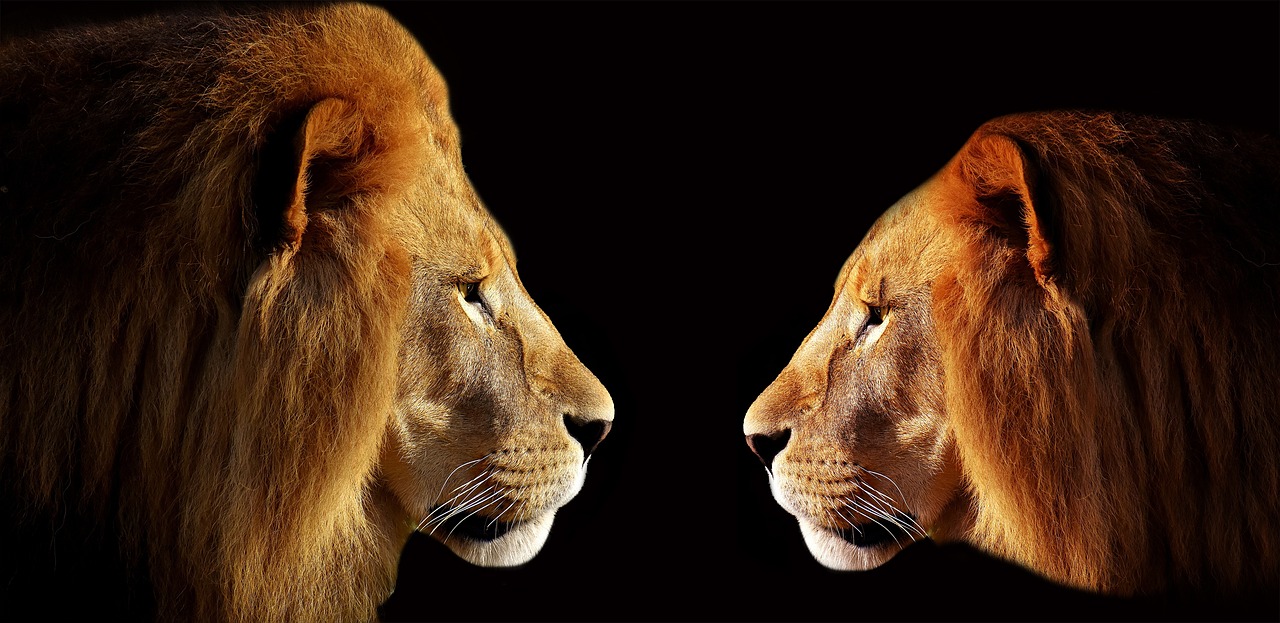 Two Male Lions face to face - relates to State govt employees Salary Vs Central govt employees Salary, Who Earns More?