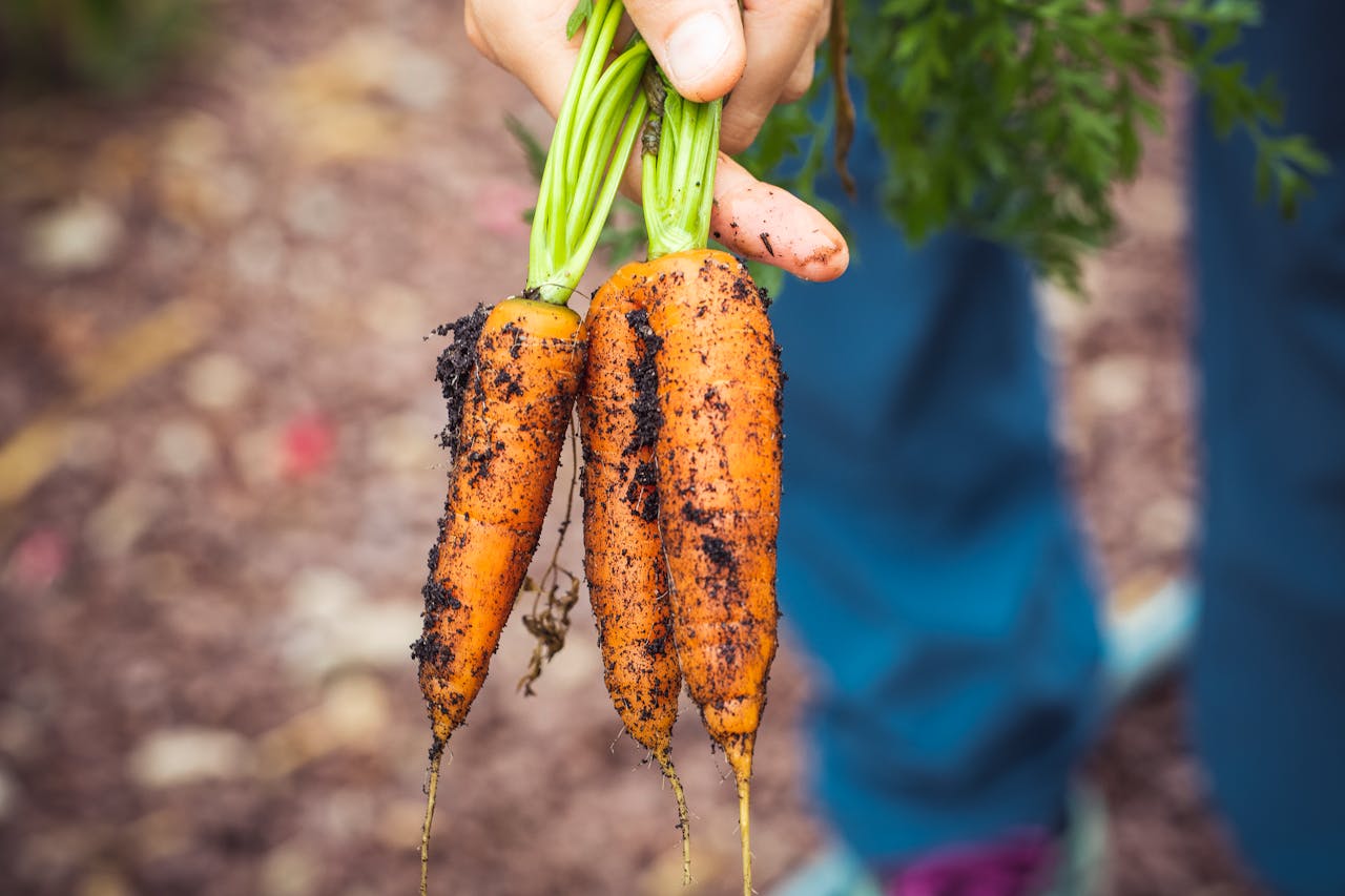 Farmer holding organic carrots - relates to Organic Farming Make You Money? Profitable, Math Behind Organic Farming