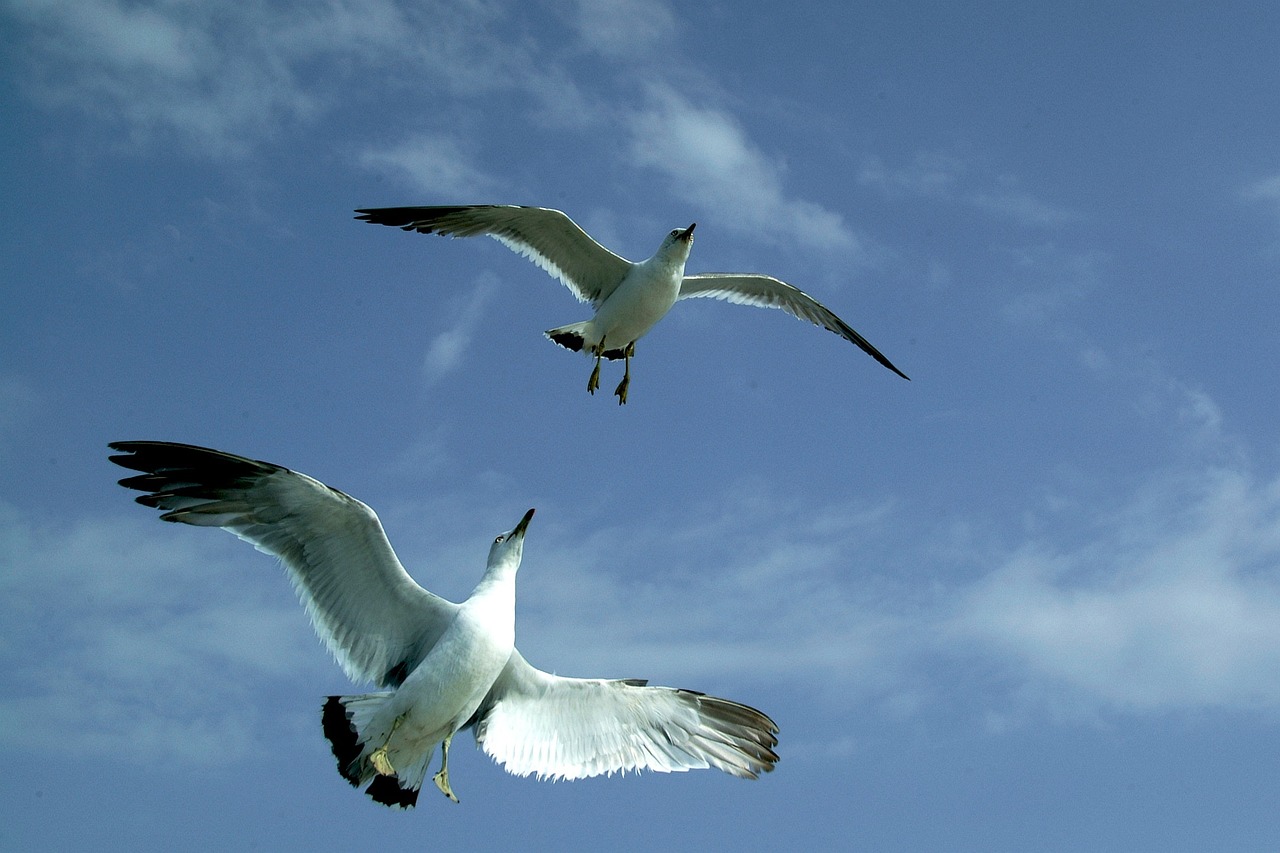 Seagulls flying in the sky - relates to get an Interest-Free Education Loan for Higher Education? Here's How to Get One!