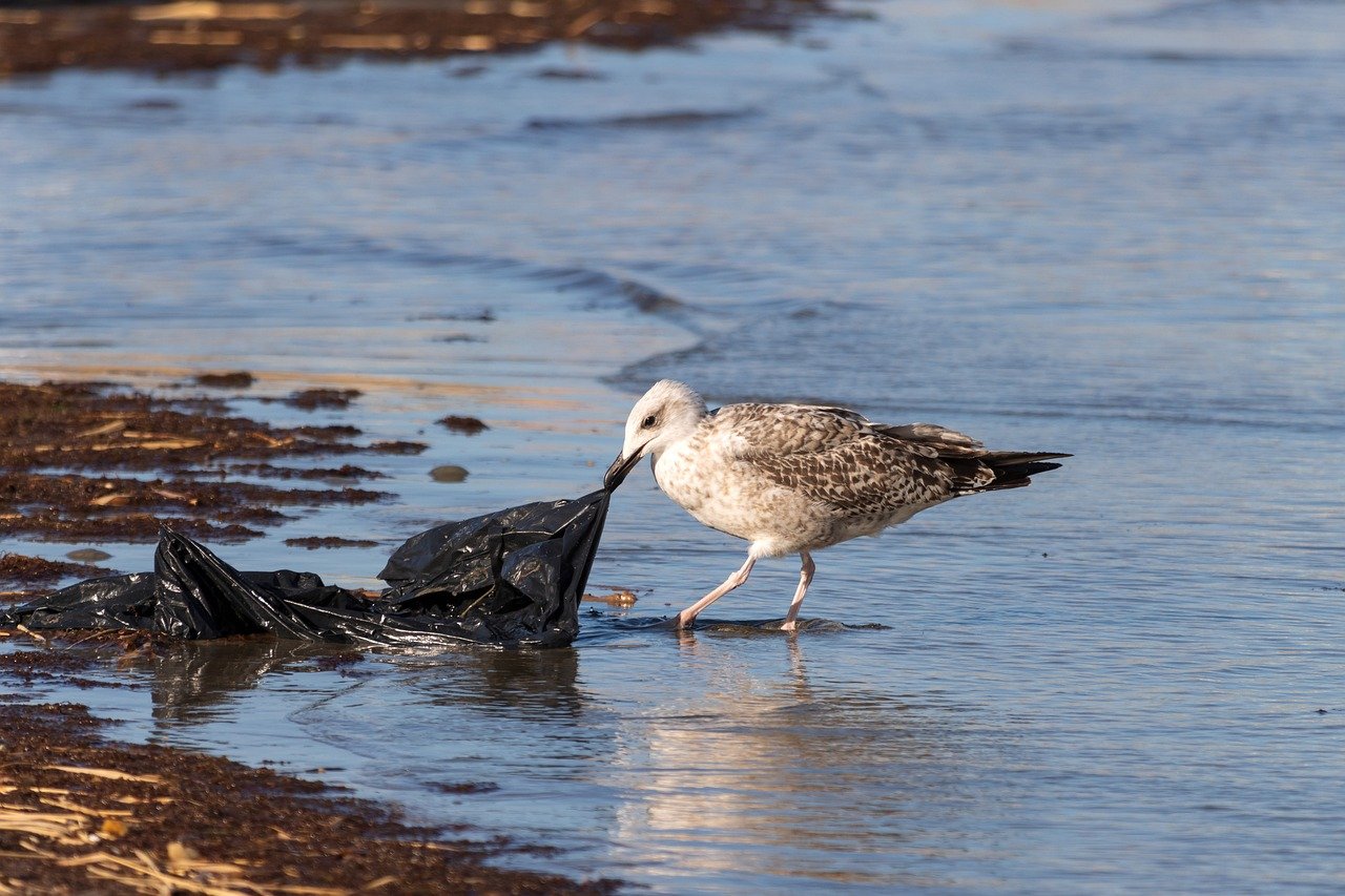 Seagull poking a plastic bag - relates to India's Plastic Industry: Unwrapping Growth, Pollution & Solutions