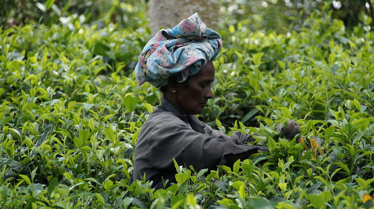tea plantation worker