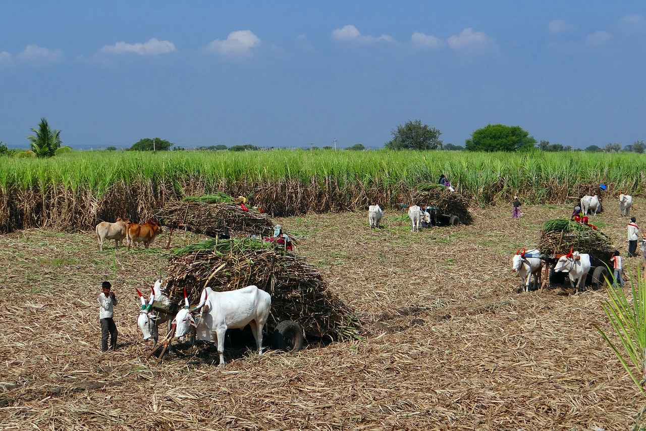 Sugarcane field harvest & loaded ox-cart - image tries to explain Sugarcane farming income per acre & Profitability